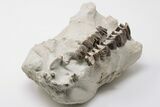 5.6" Fossil Running Rhino (Hyracodon) Partial Skull - Wyoming - #197345-2